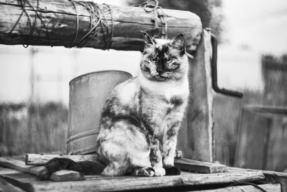 Фотография автора Ману Фалько