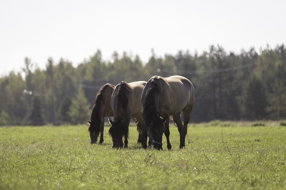 Photograph by Анастасия Петрова