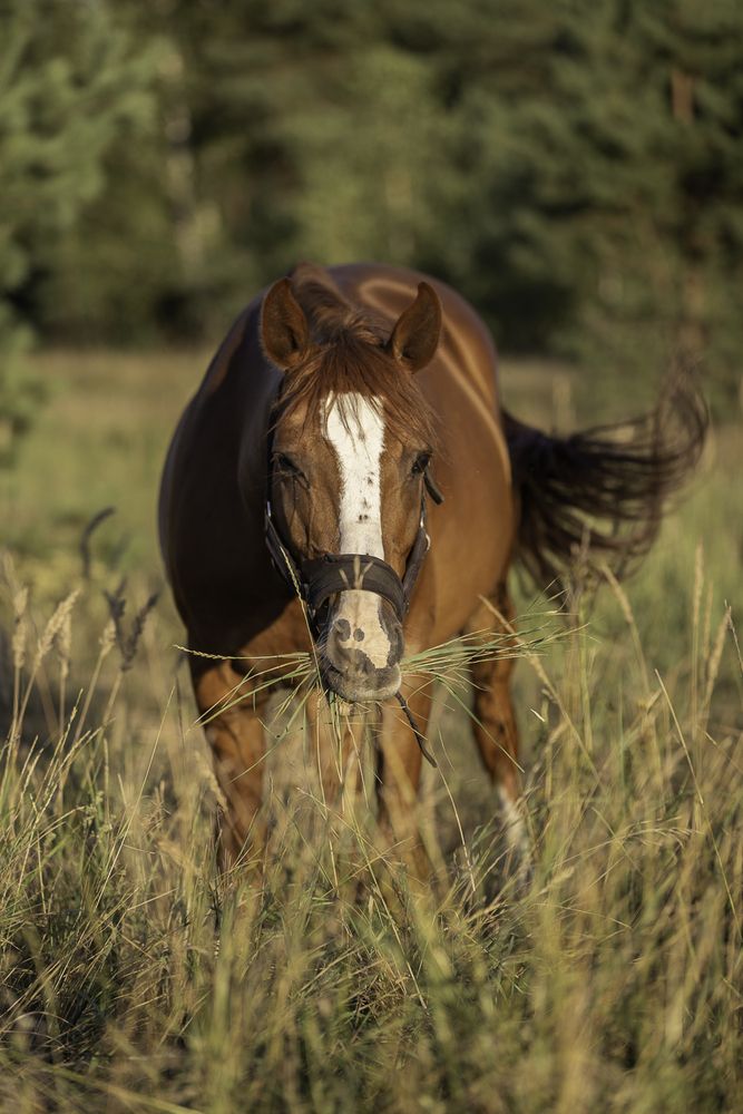 Photograph by Анастасия Петрова
