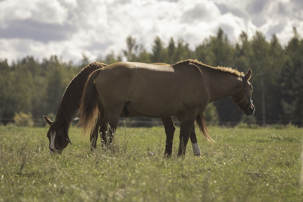 Photograph by Анастасия Петрова