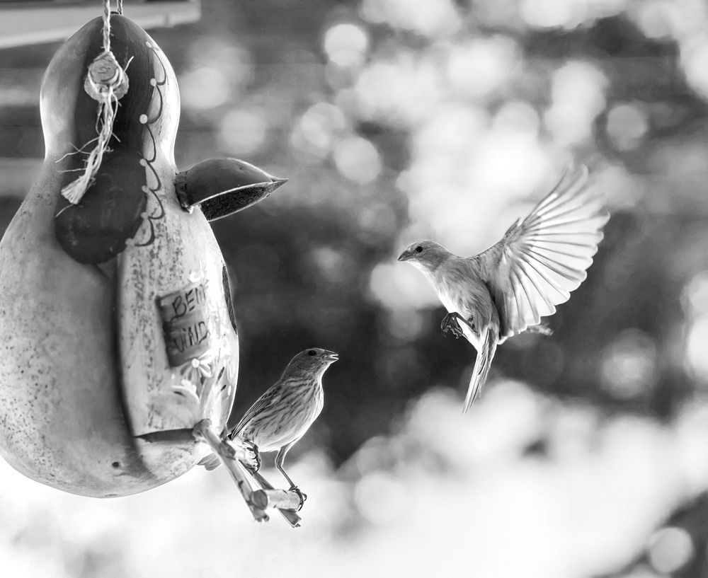 Photograph by Valdir Hobus