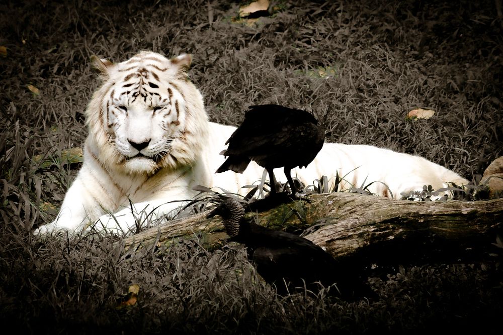 Photograph by Carmem D` Luca