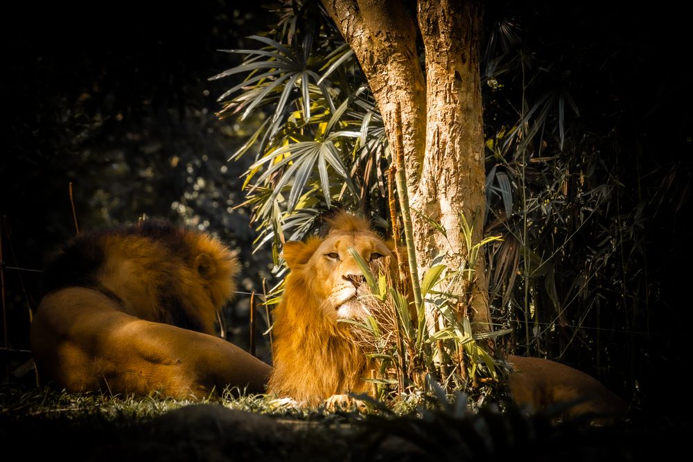 Photograph by Carmem D` Luca