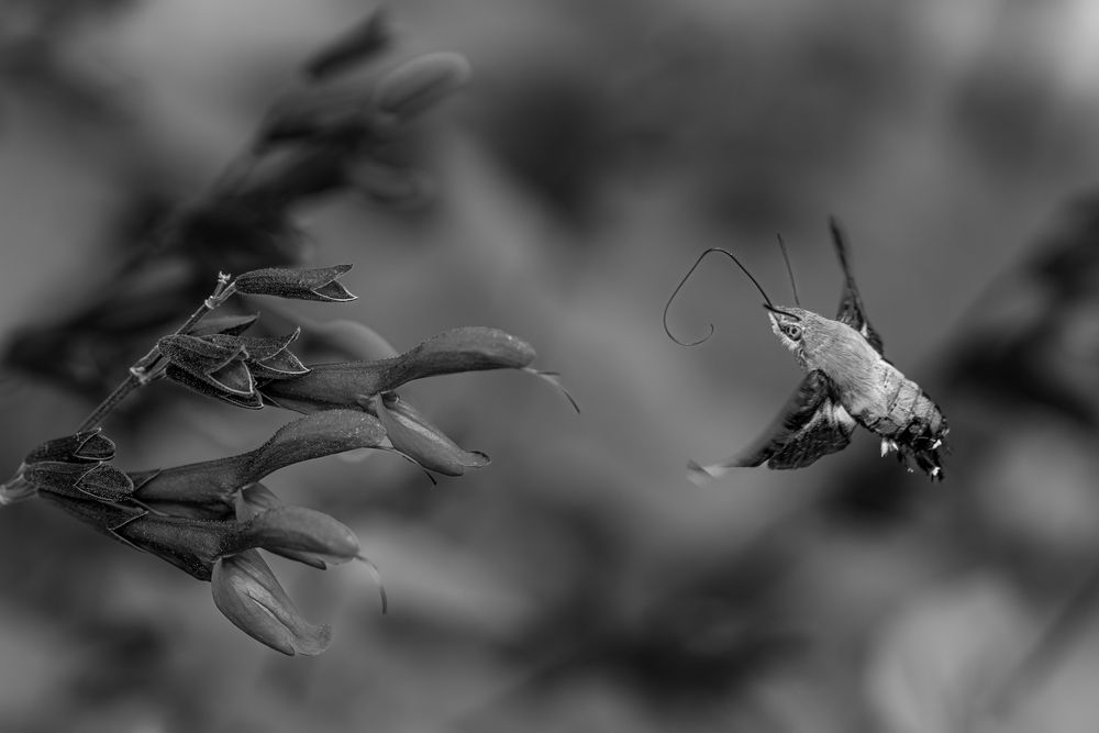 Photograph by Suzuki Ryuta