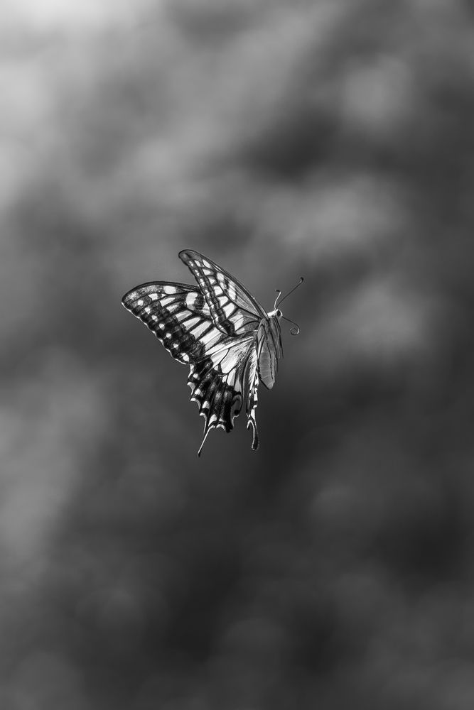 Photograph by Suzuki Ryuta