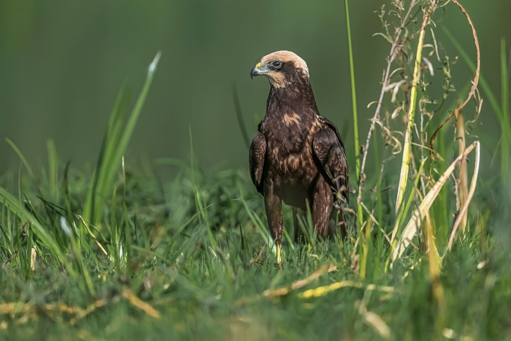 Marsh harrier