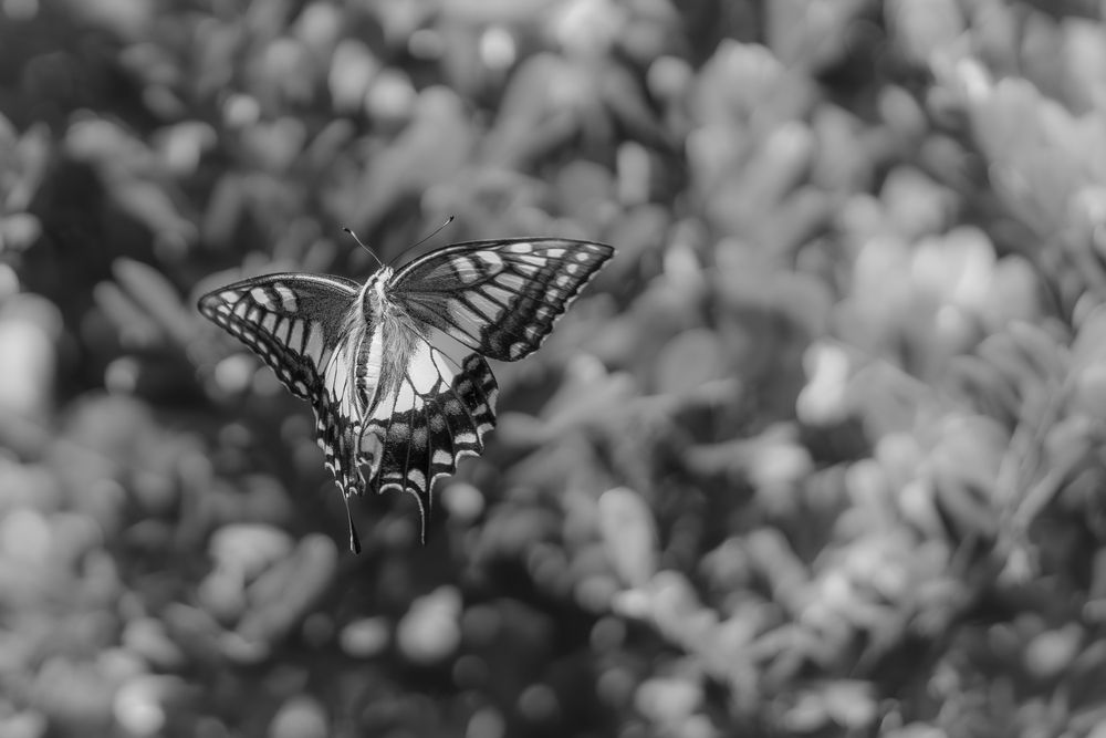 Photograph by Suzuki Ryuta