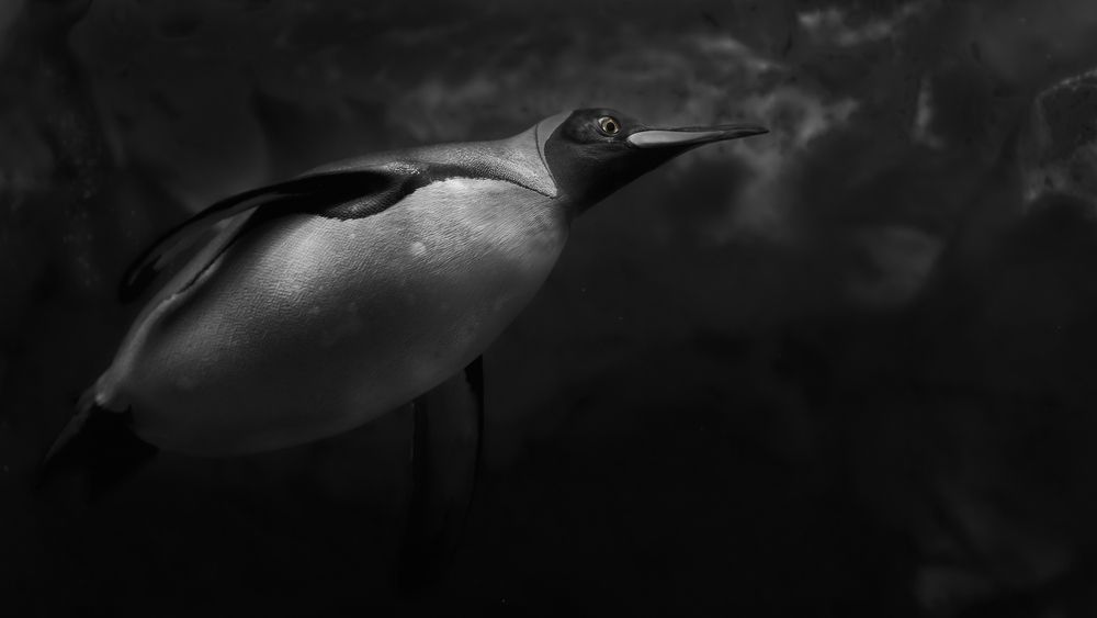 Photograph by Kaisyakuji Yushi