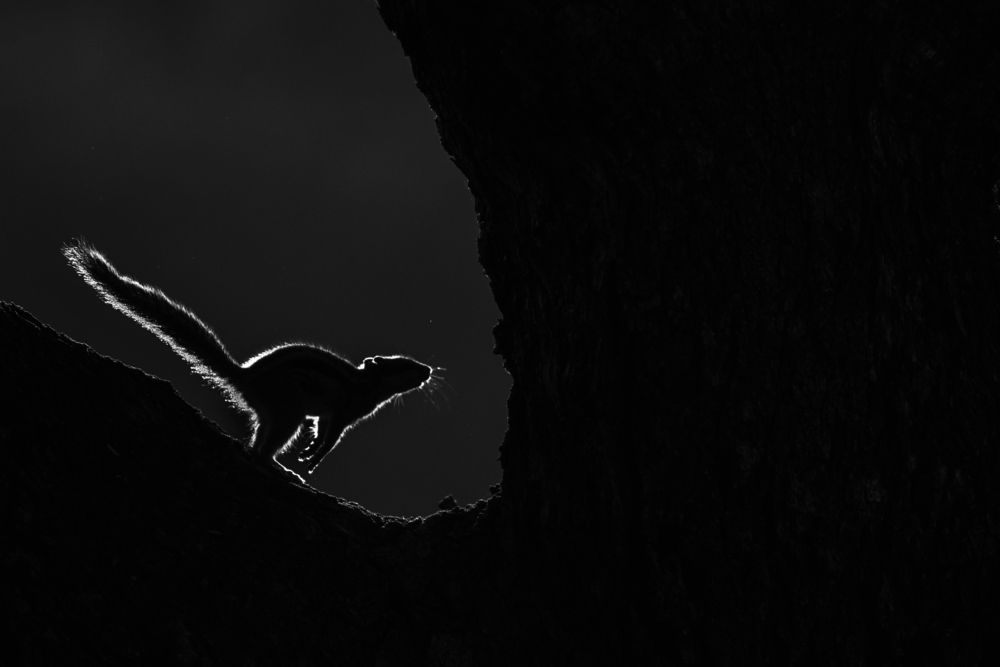 Photograph by Arnold Judson Samuel