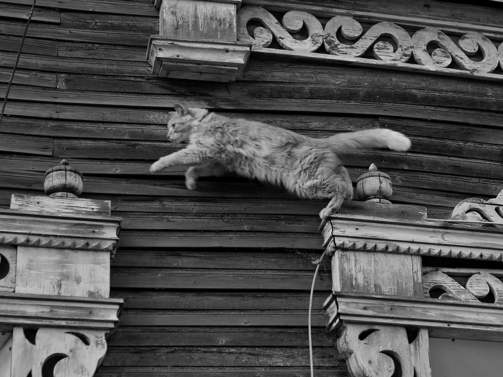 Фотография автора Андрей Шестаков