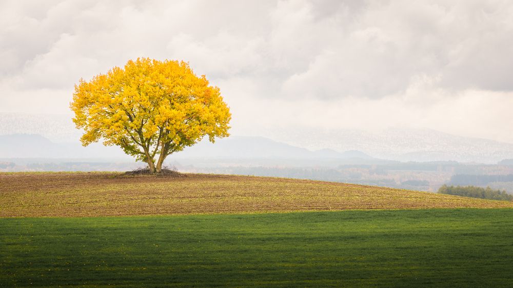 The Warm Solitude