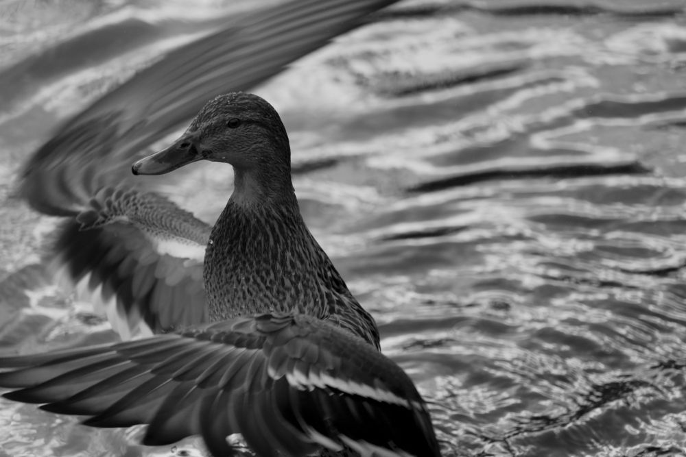 Фотография автора Sergej Roor