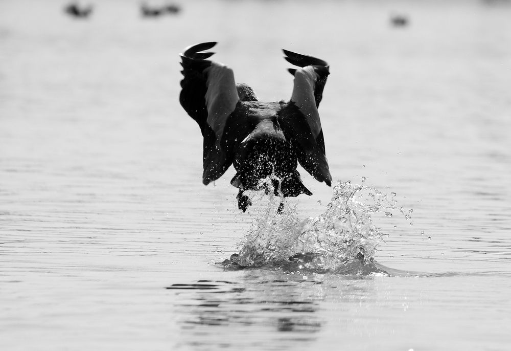 The elusive catch