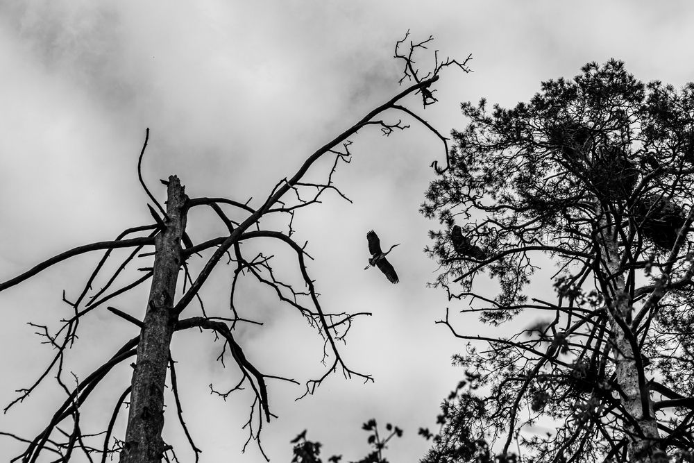 Photograph by Сагдиева Эльвира