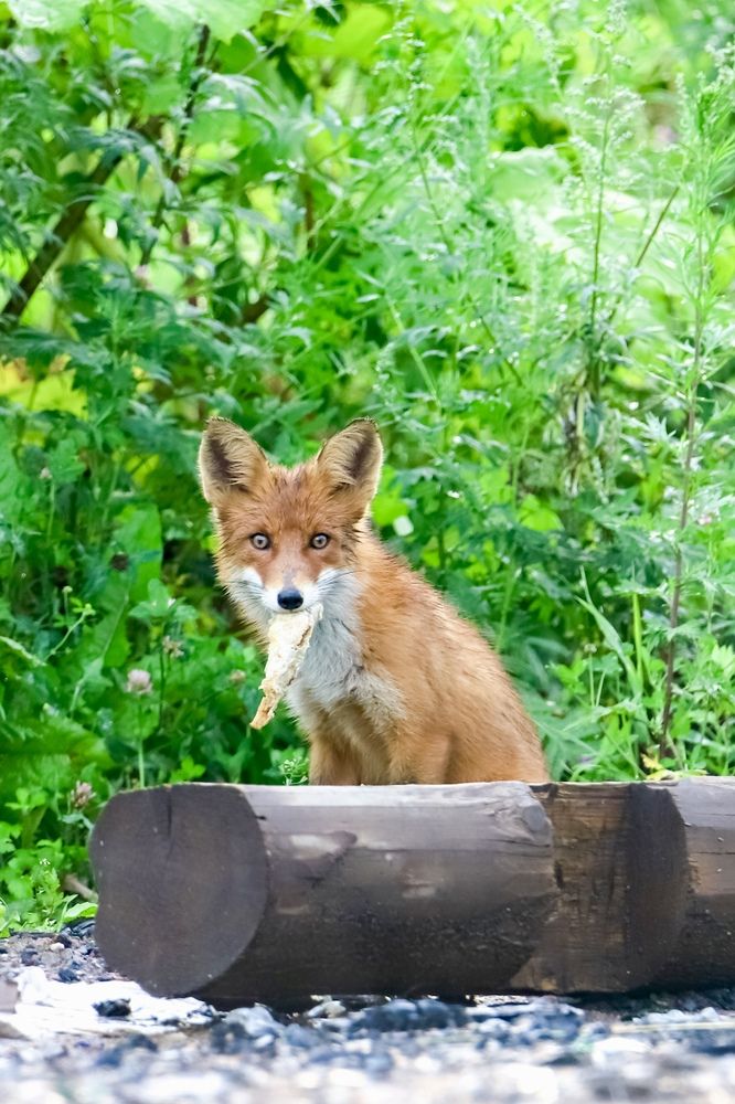 Photograph by Михаил Мисютин