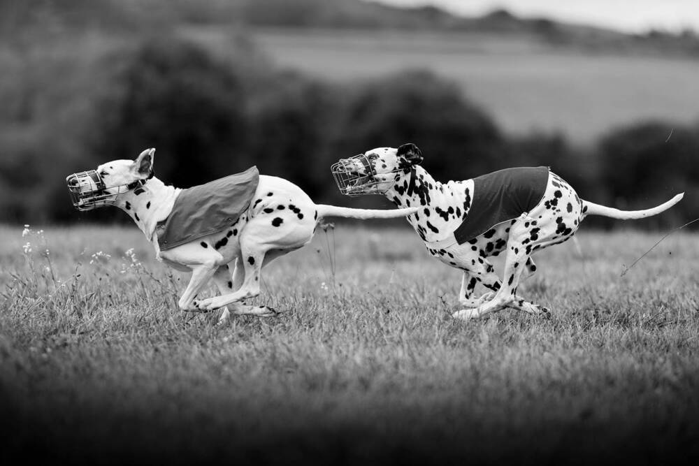 Photograph by Dorota Hnatová