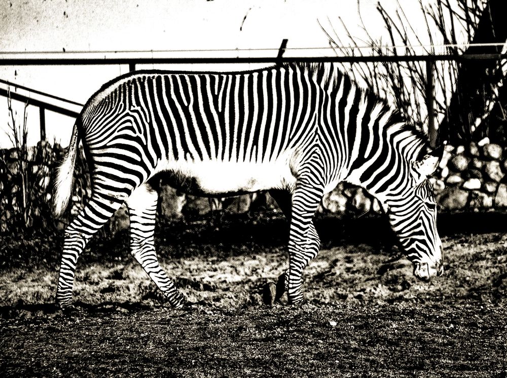 Photograph by Anna Prohorova