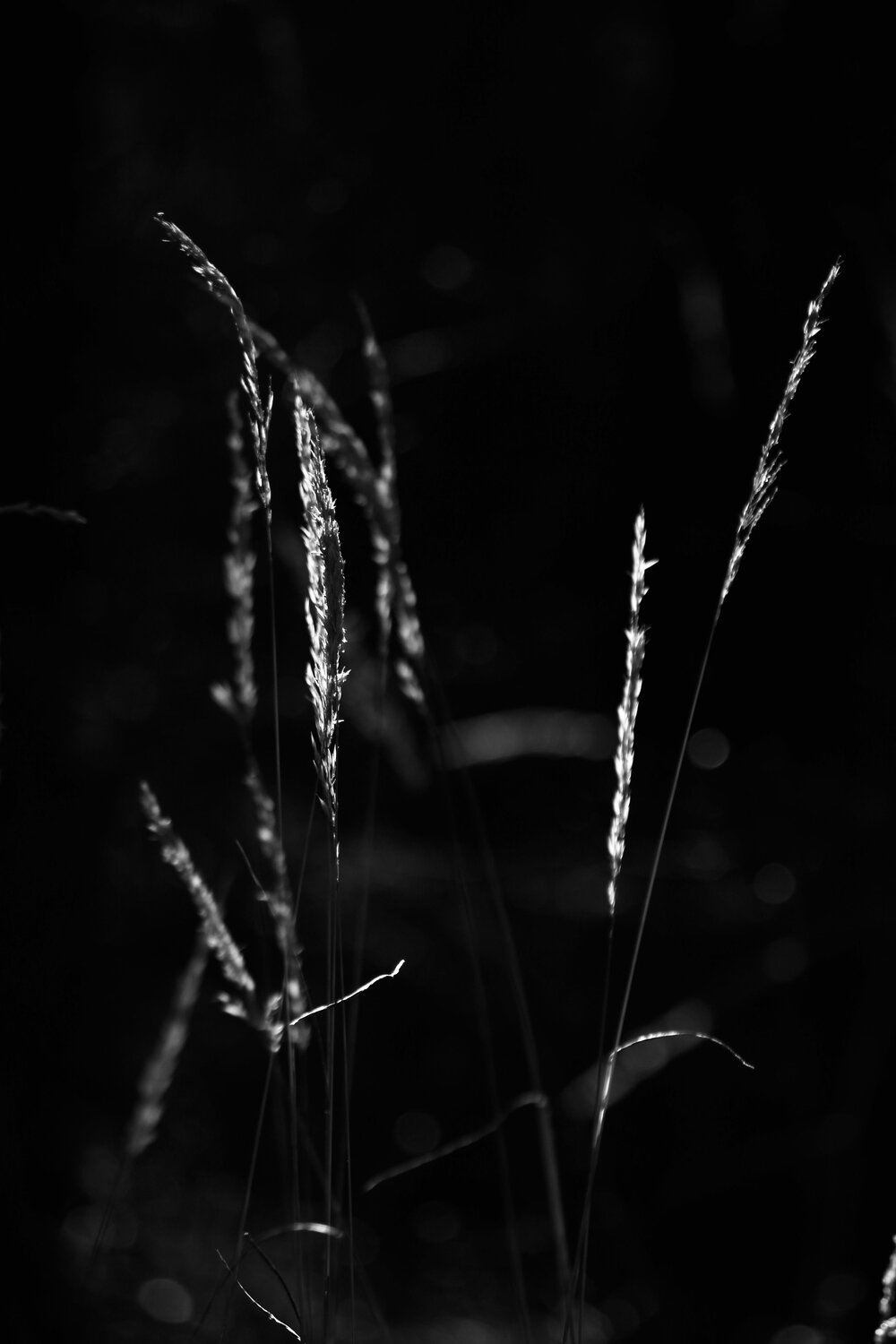 Photo #12812460
