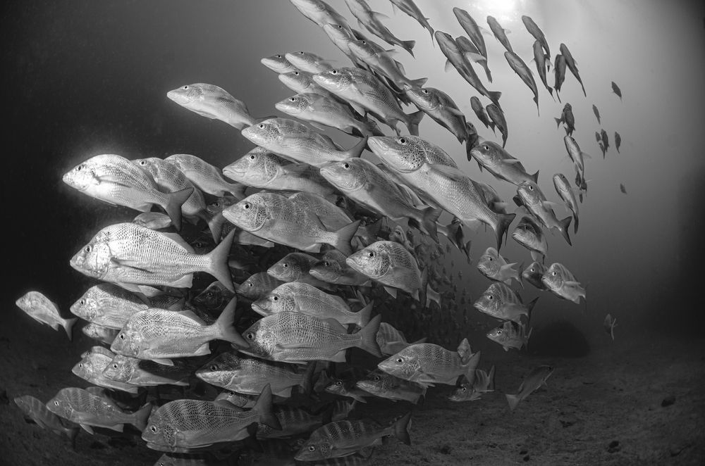 Photograph by ANTONIO RUVER BANDEIRA