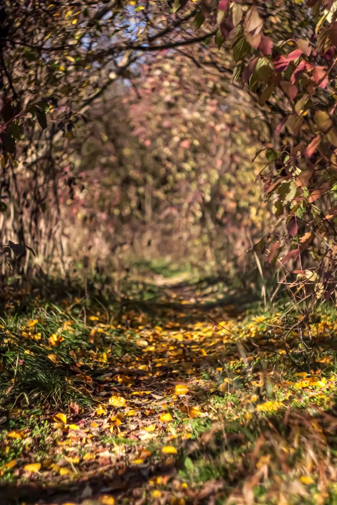 Фотография автора Георгий Машкин