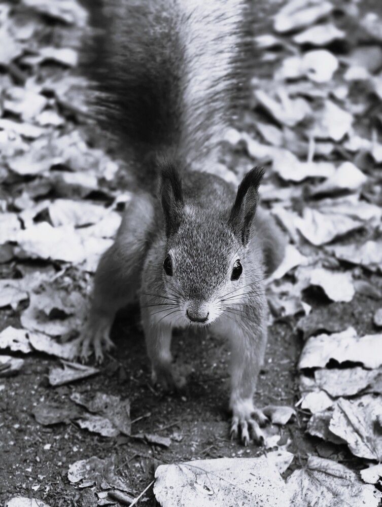 Photograph by Галина Бессуднова