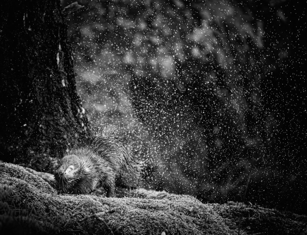 Photograph by Andreas Lundmark