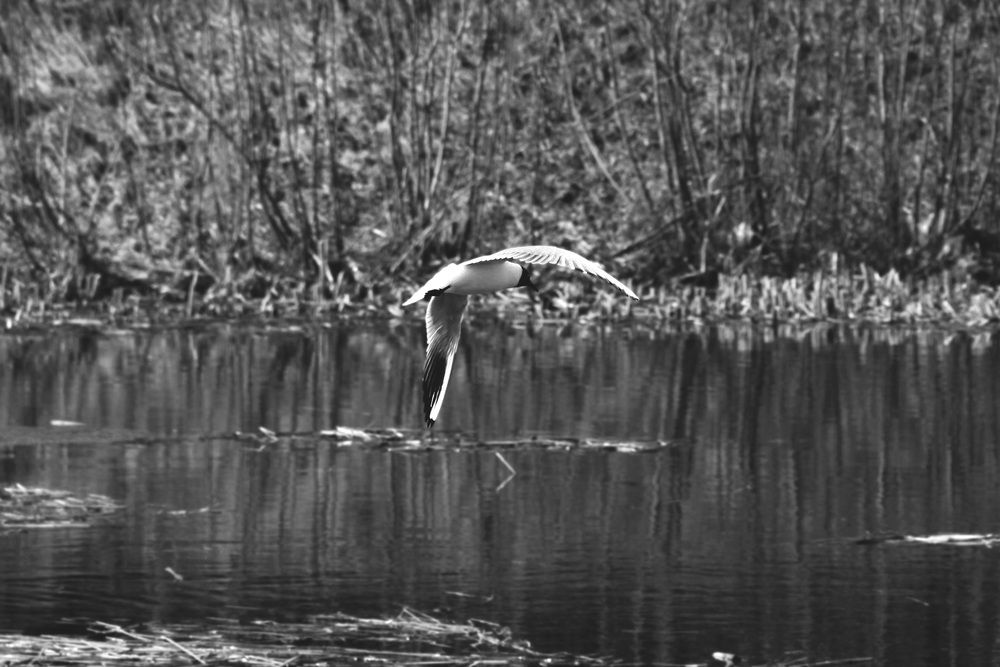 Photograph by Полина Овчинникова