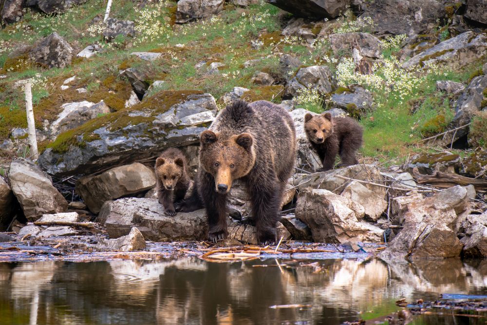 Photograph by Евгений Бочкарев