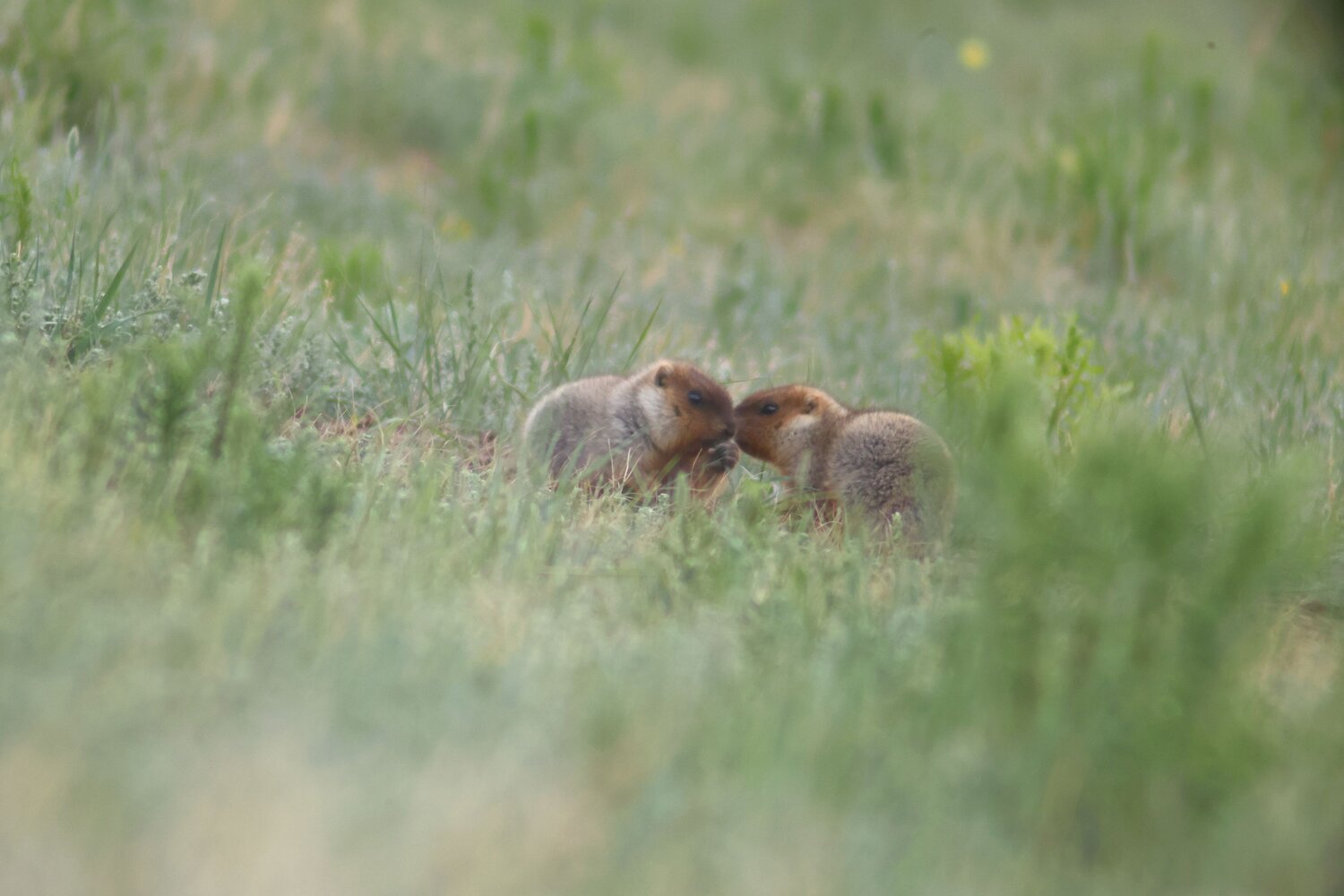 Photo #12813557