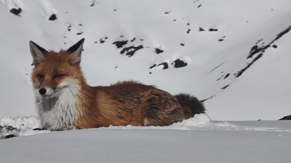 Photo #12814271