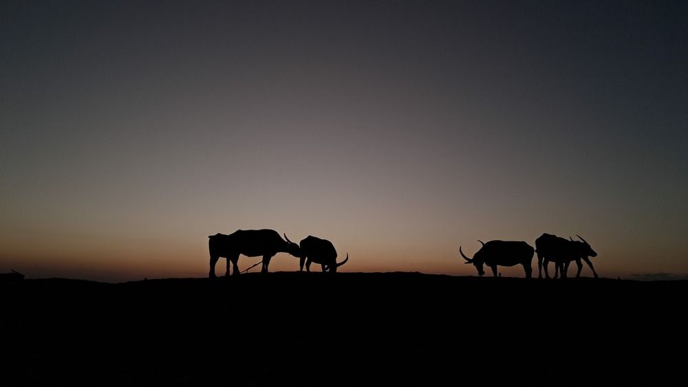 Photograph by Biplob Konch