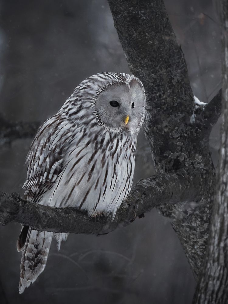 Photograph by Nephotograph