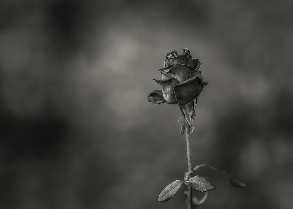 Photograph by Владимир Гамаюнов
