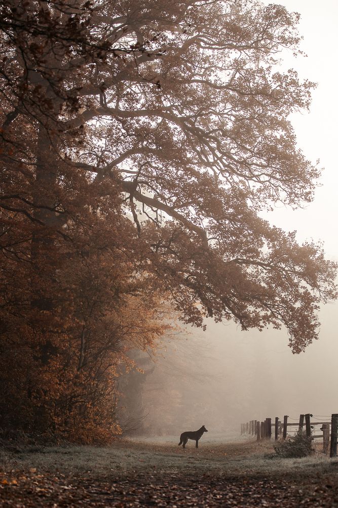 in the autumn mist
