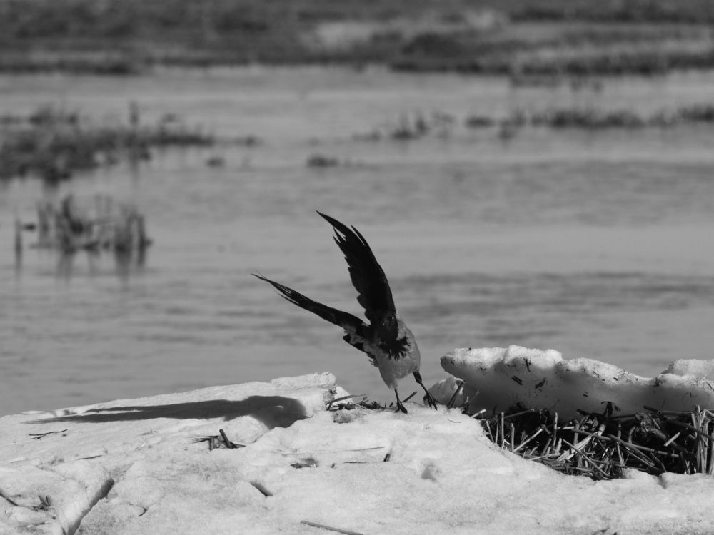 Photograph by Марианна Браун