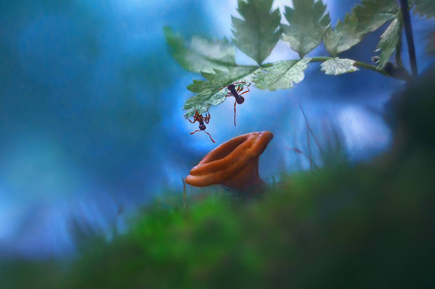 Это, сынок, десантники...