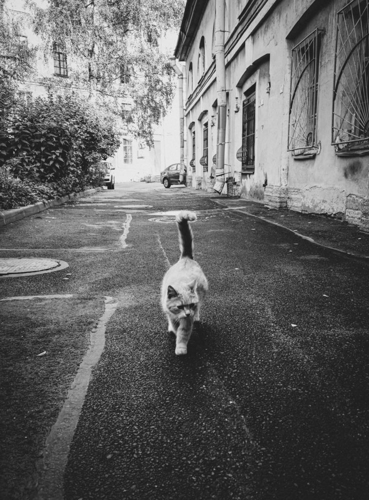 Photograph by Кристина Альшанская