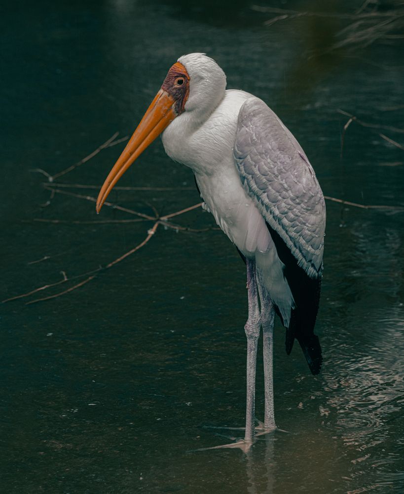 Photograph by Екатерина Позднякова