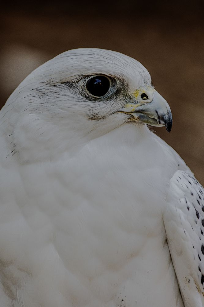 Photograph by Екатерина Позднякова