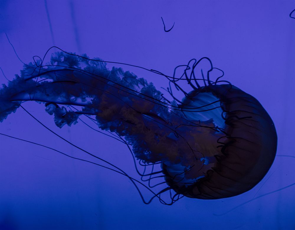 Photograph by Екатерина Позднякова