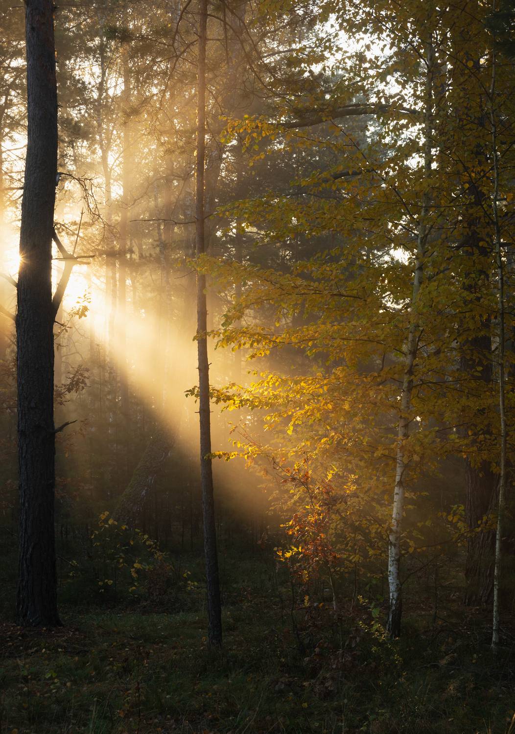 В лесу октябрь