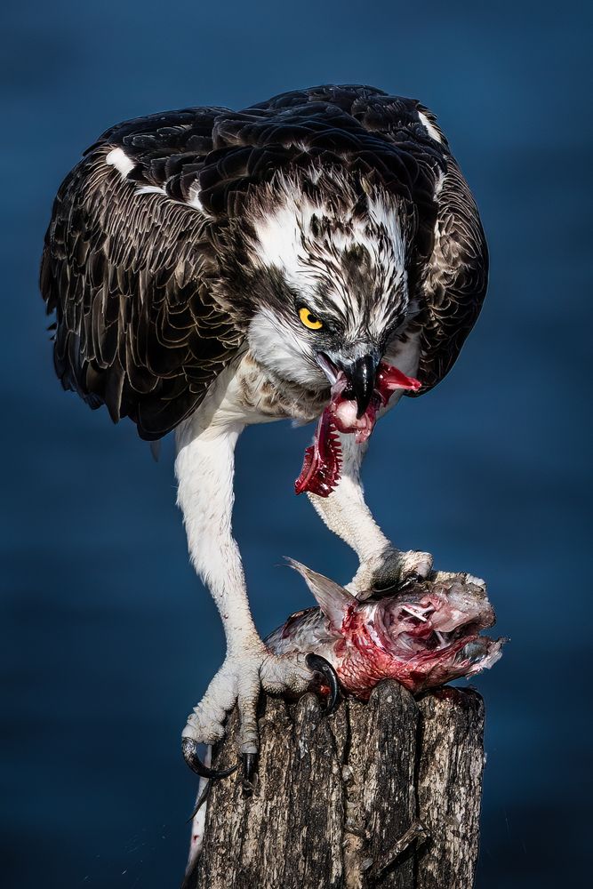 Фотография автора Simone Iaria