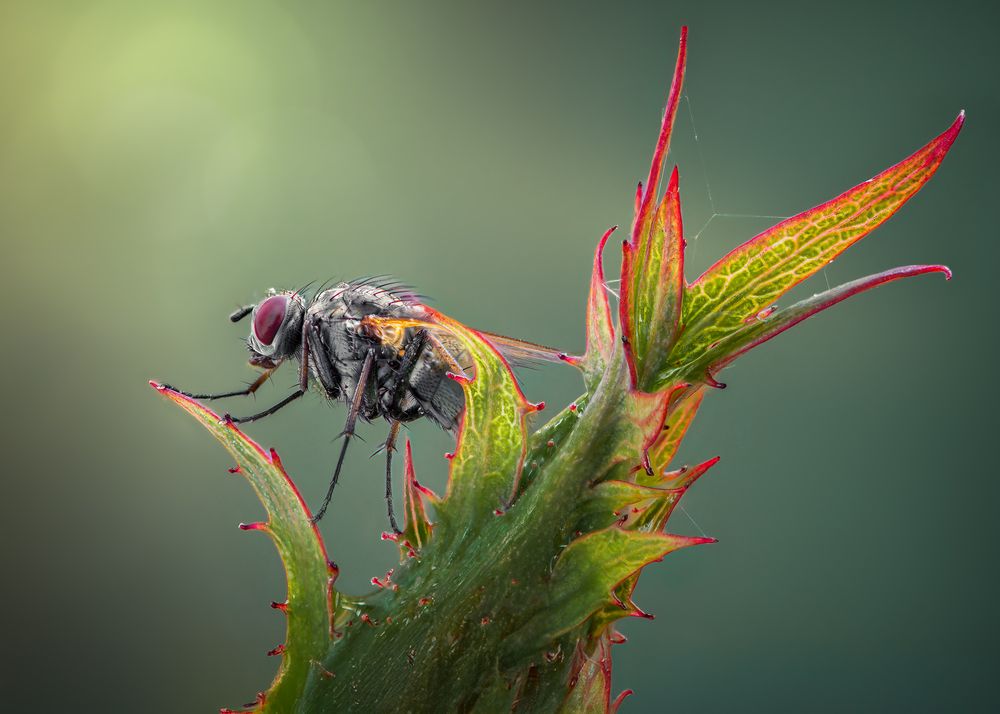 Photograph by Atul Saluja