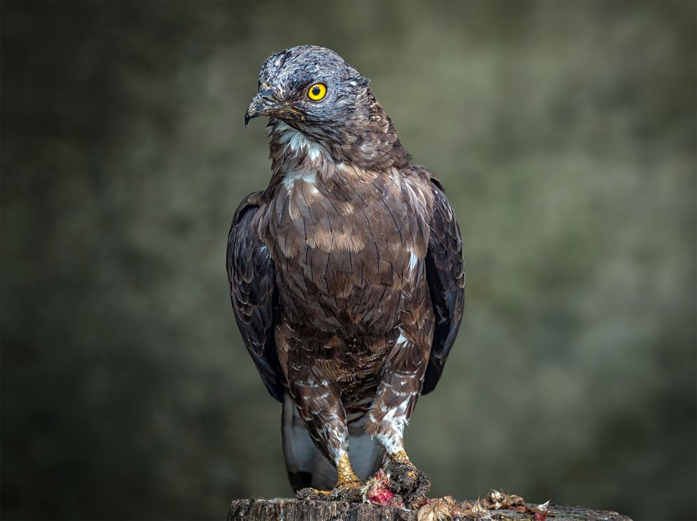 Photograph by Юрий Михайлович Головкин