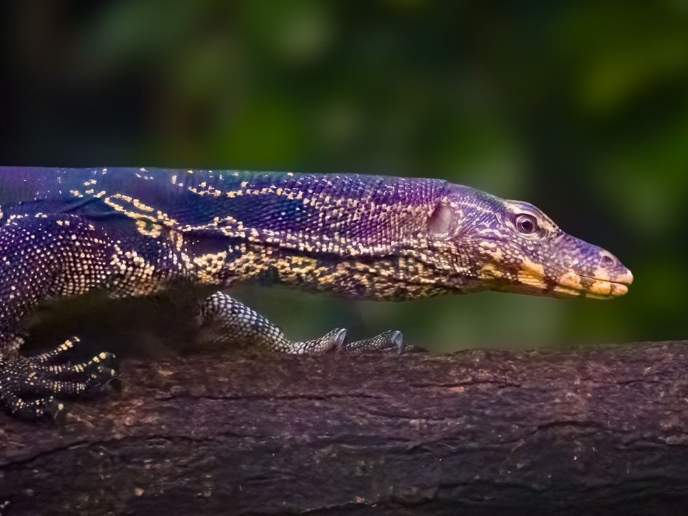 Photograph by Wong Fei Hung