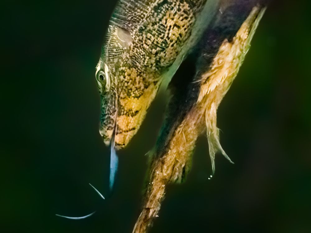 Photograph by Sutan Naga Effendy