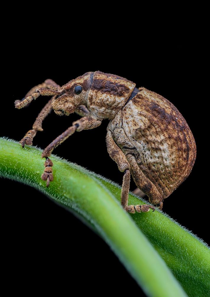 Фотография автора Norman Celis
