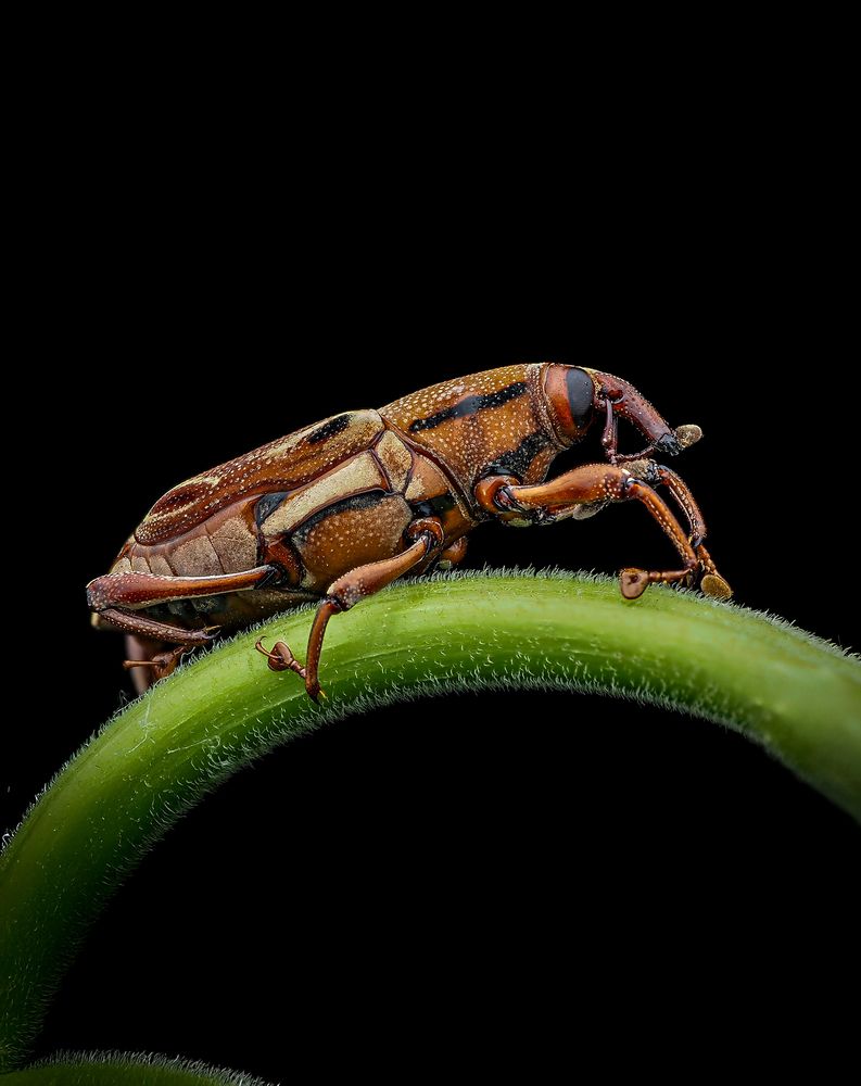 Фотография автора Norman Celis