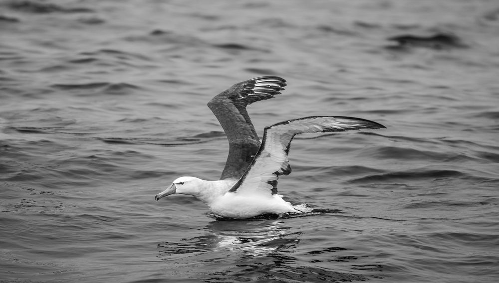 Winged Geometry over the Sea