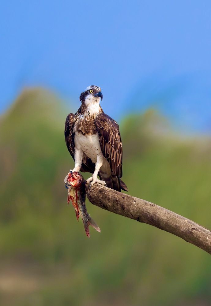 Osprey